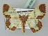  (Zamarada thyscaphes - BC ZSM Lep 43638)  @14 [ ] CreativeCommons - Attribution Non-Commercial Share-Alike (2010) Axel Hausmann/Bavarian State Collection of Zoology (ZSM) SNSB, Zoologische Staatssammlung Muenchen