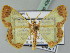  (Zamarada odontophora - BC ZSM Lep 43639)  @15 [ ] CreativeCommons - Attribution Non-Commercial Share-Alike (2010) Axel Hausmann/Bavarian State Collection of Zoology (ZSM) SNSB, Zoologische Staatssammlung Muenchen