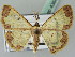  (Zamarada psi - BC ZSM Lep 43640)  @11 [ ] CreativeCommons - Attribution Non-Commercial Share-Alike (2010) Axel Hausmann/Bavarian State Collection of Zoology (ZSM) SNSB, Zoologische Staatssammlung Muenchen