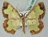  (Zamarada transvisaria - BC ZSM Lep 43643)  @14 [ ] CreativeCommons - Attribution Non-Commercial Share-Alike (2010) Axel Hausmann/Bavarian State Collection of Zoology (ZSM) SNSB, Zoologische Staatssammlung Muenchen