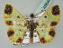  (Zamarada polyctemon - BC ZSM Lep 43644)  @14 [ ] CreativeCommons - Attribution Non-Commercial Share-Alike (2010) Axel Hausmann/Bavarian State Collection of Zoology (ZSM) SNSB, Zoologische Staatssammlung Muenchen
