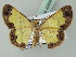  (Zamarada plana - BC ZSM Lep 43645)  @14 [ ] CreativeCommons - Attribution Non-Commercial Share-Alike (2010) Axel Hausmann/Bavarian State Collection of Zoology (ZSM) SNSB, Zoologische Staatssammlung Muenchen