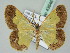  (Zamarada flavicaput - BC ZSM Lep 43646)  @15 [ ] CreativeCommons - Attribution Non-Commercial Share-Alike (2010) Axel Hausmann/Bavarian State Collection of Zoology (ZSM) SNSB, Zoologische Staatssammlung Muenchen