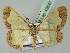  ( - BC ZSM Lep 43647)  @14 [ ] CreativeCommons - Attribution Non-Commercial Share-Alike (2010) Axel Hausmann/Bavarian State Collection of Zoology (ZSM) SNSB, Zoologische Staatssammlung Muenchen