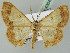  ( - BC ZSM Lep 43649)  @11 [ ] CreativeCommons - Attribution Non-Commercial Share-Alike (2010) Axel Hausmann/Bavarian State Collection of Zoology (ZSM) SNSB, Zoologische Staatssammlung Muenchen
