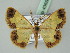 (Zamarada metrioscaphes - BC ZSM Lep 43650)  @14 [ ] CreativeCommons - Attribution Non-Commercial Share-Alike (2010) Axel Hausmann/Bavarian State Collection of Zoology (ZSM) SNSB, Zoologische Staatssammlung Muenchen