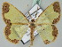  ( - BC ZSM Lep 43651)  @14 [ ] CreativeCommons - Attribution Non-Commercial Share-Alike (2010) Axel Hausmann/Bavarian State Collection of Zoology (ZSM) SNSB, Zoologische Staatssammlung Muenchen