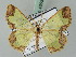  (Zamarada pringlei - BC ZSM Lep 43652)  @11 [ ] CreativeCommons - Attribution Non-Commercial Share-Alike (2010) Axel Hausmann/Bavarian State Collection of Zoology (ZSM) SNSB, Zoologische Staatssammlung Muenchen
