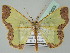  (Zamarada flavicosta - BC ZSM Lep 43653)  @15 [ ] CreativeCommons - Attribution Non-Commercial Share-Alike (2010) Axel Hausmann/Bavarian State Collection of Zoology (ZSM) SNSB, Zoologische Staatssammlung Muenchen