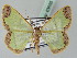  (Zamarada adumbrata - BC ZSM Lep 43655)  @14 [ ] CreativeCommons - Attribution Non-Commercial Share-Alike (2010) Axel Hausmann/Bavarian State Collection of Zoology (ZSM) SNSB, Zoologische Staatssammlung Muenchen