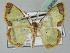  (Zamarada prolata - BC ZSM Lep 43656)  @14 [ ] CreativeCommons - Attribution Non-Commercial Share-Alike (2010) Axel Hausmann/Bavarian State Collection of Zoology (ZSM) SNSB, Zoologische Staatssammlung Muenchen