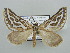  (Conchylia - BC ZSM Lep 44322)  @14 [ ] CreativeCommons - Attribution Non-Commercial Share-Alike (2010) Axel Hausmann/Bavarian State Collection of Zoology (ZSM) SNSB, Zoologische Staatssammlung Muenchen