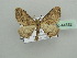 ( - BC ZSM Lep 44332)  @13 [ ] CreativeCommons - Attribution Non-Commercial Share-Alike (2010) Axel Hausmann/Bavarian State Collection of Zoology (ZSM) SNSB, Zoologische Staatssammlung Muenchen