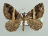  (Gonanticlea meridionata - BC ZSM Lep 44335)  @14 [ ] CreativeCommons - Attribution Non-Commercial Share-Alike (2010) Axel Hausmann/Bavarian State Collection of Zoology (ZSM) SNSB, Zoologische Staatssammlung Muenchen