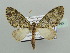  (Episteira - BC ZSM Lep 44345)  @15 [ ] CreativeCommons - Attribution Non-Commercial Share-Alike (2010) Axel Hausmann/Bavarian State Collection of Zoology (ZSM) SNSB, Zoologische Staatssammlung Muenchen