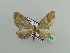  (Horisme HS04SA - BC ZSM Lep 44355)  @13 [ ] CreativeCommons - Attribution Non-Commercial Share-Alike (2010) Axel Hausmann/Bavarian State Collection of Zoology (ZSM) SNSB, Zoologische Staatssammlung Muenchen