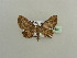  (Horisme pallidimacula - BC ZSM Lep 44356)  @14 [ ] CreativeCommons - Attribution Non-Commercial Share-Alike (2010) Axel Hausmann/Bavarian State Collection of Zoology (ZSM) SNSB, Zoologische Staatssammlung Muenchen