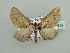  ( - BC ZSM Lep 44359)  @13 [ ] CreativeCommons - Attribution Non-Commercial Share-Alike (2010) Axel Hausmann/Bavarian State Collection of Zoology (ZSM) SNSB, Zoologische Staatssammlung Muenchen