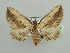  (Horisme minuata - BC ZSM Lep 44360)  @14 [ ] CreativeCommons - Attribution Non-Commercial Share-Alike (2010) Axel Hausmann/Bavarian State Collection of Zoology (ZSM) SNSB, Zoologische Staatssammlung Muenchen