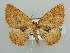  (Asthenotricha serraticornis - BC ZSM Lep 44365)  @14 [ ] CreativeCommons - Attribution Non-Commercial Share-Alike (2010) Axel Hausmann/Bavarian State Collection of Zoology (ZSM) SNSB, Zoologische Staatssammlung Muenchen