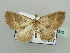  (Asthenotricha HS03SA - BC ZSM Lep 44370)  @11 [ ] CreativeCommons - Attribution Non-Commercial Share-Alike (2010) Axel Hausmann/Bavarian State Collection of Zoology (ZSM) SNSB, Zoologische Staatssammlung Muenchen