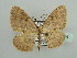  (Asthenotricha unipecten - BC ZSM Lep 44374)  @14 [ ] CreativeCommons - Attribution Non-Commercial Share-Alike (2010) Axel Hausmann/Bavarian State Collection of Zoology (ZSM) SNSB, Zoologische Staatssammlung Muenchen