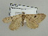  ( - BC ZSM Lep 44375)  @12 [ ] CreativeCommons - Attribution Non-Commercial Share-Alike (2010) Axel Hausmann/Bavarian State Collection of Zoology (ZSM) SNSB, Zoologische Staatssammlung Muenchen