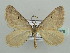  (Pseudolarentia monosticta - BC ZSM Lep 44376)  @14 [ ] CreativeCommons - Attribution Non-Commercial Share-Alike (2010) Axel Hausmann/Bavarian State Collection of Zoology (ZSM) SNSB, Zoologische Staatssammlung Muenchen