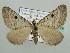 (Scotopteryx atrosigillata - BC ZSM Lep 44378)  @14 [ ] CreativeCommons - Attribution Non-Commercial Share-Alike (2010) Axel Hausmann/Bavarian State Collection of Zoology (ZSM) SNSB, Zoologische Staatssammlung Muenchen