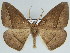  (Xanthisthisa HS08SA - BC ZSM Lep 46624)  @14 [ ] CreativeCommons - Attribution Non-Commercial Share-Alike (2010) Axel Hausmann/Bavarian State Collection of Zoology (ZSM) SNSB, Zoologische Staatssammlung Muenchen