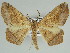  ( - BC ZSM Lep 46625)  @11 [ ] CreativeCommons - Attribution Non-Commercial Share-Alike (2010) Axel Hausmann/Bavarian State Collection of Zoology (ZSM) SNSB, Zoologische Staatssammlung Muenchen