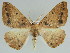  ( - BC ZSM Lep 46628)  @13 [ ] CreativeCommons - Attribution Non-Commercial Share-Alike (2010) Axel Hausmann/Bavarian State Collection of Zoology (ZSM) SNSB, Zoologische Staatssammlung Muenchen
