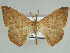  ( - BC ZSM Lep 46629)  @14 [ ] CreativeCommons - Attribution Non-Commercial Share-Alike (2010) Axel Hausmann/Bavarian State Collection of Zoology (ZSM) SNSB, Zoologische Staatssammlung Muenchen