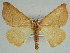  ( - BC ZSM Lep 46630)  @11 [ ] CreativeCommons - Attribution Non-Commercial Share-Alike (2010) Axel Hausmann/Bavarian State Collection of Zoology (ZSM) SNSB, Zoologische Staatssammlung Muenchen