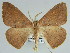  (Xanthisthisa tarsispina - BC ZSM Lep 46631)  @15 [ ] CreativeCommons - Attribution Non-Commercial Share-Alike (2010) Axel Hausmann/Bavarian State Collection of Zoology (ZSM) SNSB, Zoologische Staatssammlung Muenchen