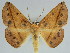 (Xanthisthisa fulvai - BC ZSM Lep 46633)  @11 [ ] CreativeCommons - Attribution Non-Commercial Share-Alike (2010) Axel Hausmann/Bavarian State Collection of Zoology (ZSM) SNSB, Zoologische Staatssammlung Muenchen