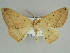  (Xanthisthisa HS01SA - BC ZSM Lep 46634)  @11 [ ] CreativeCommons - Attribution Non-Commercial Share-Alike (2010) Axel Hausmann/Bavarian State Collection of Zoology (ZSM) SNSB, Zoologische Staatssammlung Muenchen