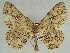  (Zeuctoboarmia HS09SA - BC ZSM Lep 46657)  @11 [ ] CreativeCommons - Attribution Non-Commercial Share-Alike (2010) Axel Hausmann/Bavarian State Collection of Zoology (ZSM) SNSB, Zoologische Staatssammlung Muenchen