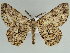  (Zeuctoboarmia pectinata - BC ZSM Lep 46660)  @14 [ ] CreativeCommons - Attribution Non-Commercial Share-Alike (2010) Axel Hausmann/Bavarian State Collection of Zoology (ZSM) SNSB, Zoologische Staatssammlung Muenchen