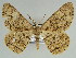  (Zeuctoboarmia HS08SA - BC ZSM Lep 46661)  @11 [ ] CreativeCommons - Attribution Non-Commercial Share-Alike (2010) Axel Hausmann/Bavarian State Collection of Zoology (ZSM) SNSB, Zoologische Staatssammlung Muenchen