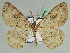  ( - BC ZSM Lep 46662)  @13 [ ] CreativeCommons - Attribution Non-Commercial Share-Alike (2010) Axel Hausmann/Bavarian State Collection of Zoology (ZSM) SNSB, Zoologische Staatssammlung Muenchen