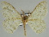  (Zeuctoboarmia HS06SA - BC ZSM Lep 46663)  @11 [ ] CreativeCommons - Attribution Non-Commercial Share-Alike (2010) Axel Hausmann/Bavarian State Collection of Zoology (ZSM) SNSB, Zoologische Staatssammlung Muenchen