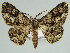  (Zeuctoboarmia HS01SA - BC ZSM Lep 46665)  @11 [ ] CreativeCommons - Attribution Non-Commercial Share-Alike (2010) Axel Hausmann/Bavarian State Collection of Zoology (ZSM) SNSB, Zoologische Staatssammlung Muenchen