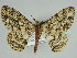  (Zeuctoboarmia HS05SA - BC ZSM Lep 46666)  @11 [ ] CreativeCommons - Attribution Non-Commercial Share-Alike (2010) Axel Hausmann/Bavarian State Collection of Zoology (ZSM) SNSB, Zoologische Staatssammlung Muenchen
