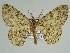  ( - BC ZSM Lep 46668)  @11 [ ] CreativeCommons - Attribution Non-Commercial Share-Alike (2010) Axel Hausmann/Bavarian State Collection of Zoology (ZSM) SNSB, Zoologische Staatssammlung Muenchen