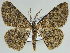  ( - BC ZSM Lep 46670)  @13 [ ] CreativeCommons - Attribution Non-Commercial Share-Alike (2010) Axel Hausmann/Bavarian State Collection of Zoology (ZSM) SNSB, Zoologische Staatssammlung Muenchen