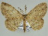  ( - BC ZSM Lep 46671)  @11 [ ] CreativeCommons - Attribution Non-Commercial Share-Alike (2010) Axel Hausmann/Bavarian State Collection of Zoology (ZSM) SNSB, Zoologische Staatssammlung Muenchen