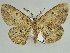  ( - BC ZSM Lep 46672)  @11 [ ] CreativeCommons - Attribution Non-Commercial Share-Alike (2010) Axel Hausmann/Bavarian State Collection of Zoology (ZSM) SNSB, Zoologische Staatssammlung Muenchen