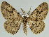  (Zeuctoboarmia werneri - BC ZSM Lep 46673)  @11 [ ] CreativeCommons - Attribution Non-Commercial Share-Alike (2010) Axel Hausmann/Bavarian State Collection of Zoology (ZSM) SNSB, Zoologische Staatssammlung Muenchen