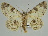  ( - BC ZSM Lep 46679)  @11 [ ] CreativeCommons - Attribution Non-Commercial Share-Alike (2010) Axel Hausmann/Bavarian State Collection of Zoology (ZSM) SNSB, Zoologische Staatssammlung Muenchen